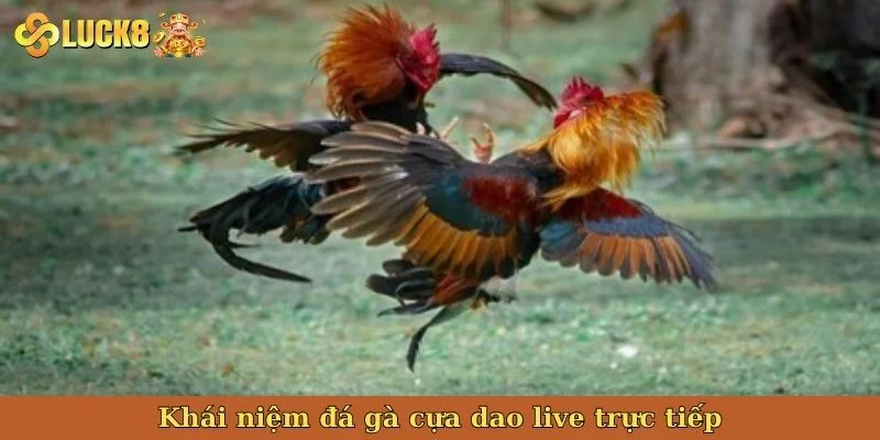 khai-niem-da-ga-cua-dao-live-truc-tiep